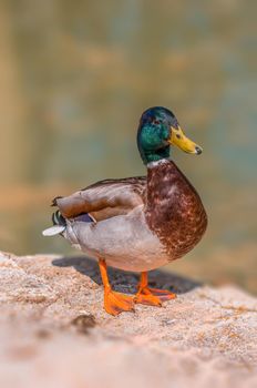 a water bird swims on a lake