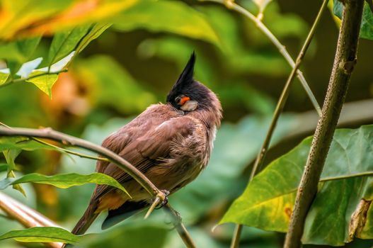 a beautiful colorful bird sits and looks