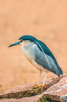 a beautiful colorful bird sits and looks
