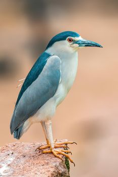 a beautiful colorful bird sits and looks
