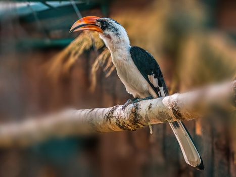 a beautiful colorful bird sits and looks