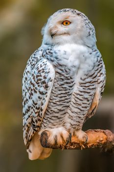a beautiful colorful bird sits and looks