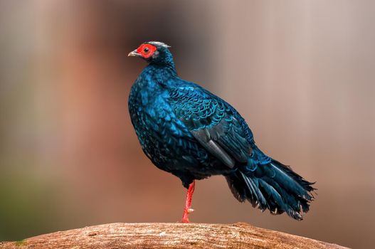 a beautiful colorful bird sits and looks