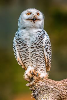a beautiful colorful bird sits and looks