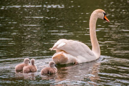 a water bird swims on a lake