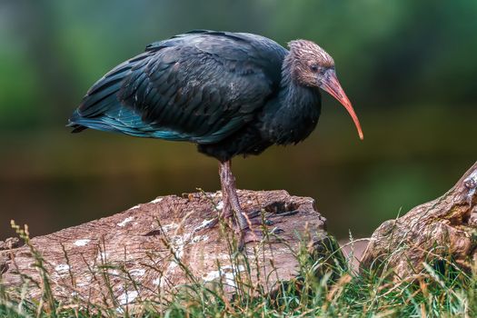a beautiful colorful bird sits and looks