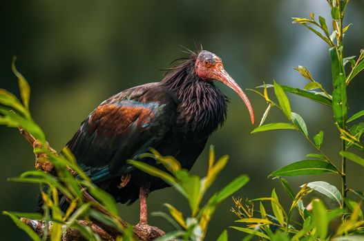 a beautiful colorful bird sits and looks