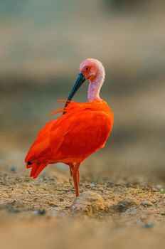 a beautiful colorful bird sits and looks