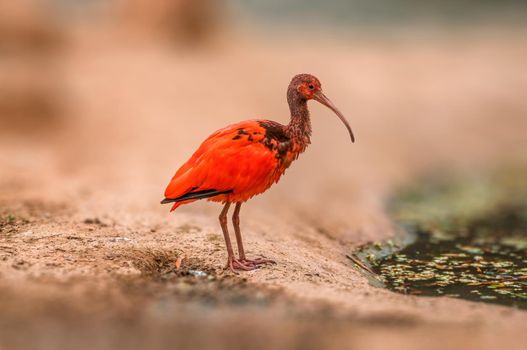 a beautiful colorful bird sits and looks