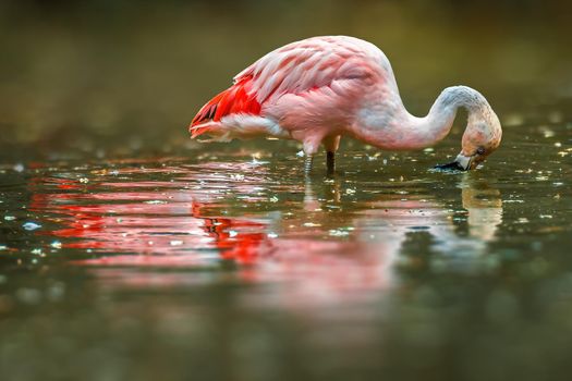 a water bird swims on a lake