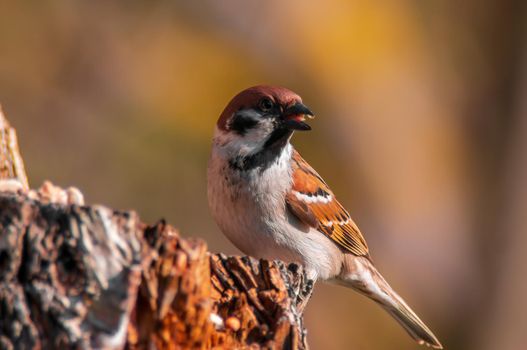 a beautiful colorful bird sits and looks