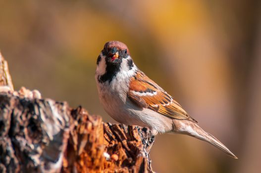 a beautiful colorful bird sits and looks