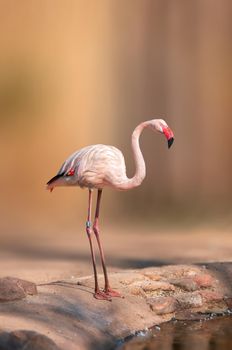 a water bird swims on a lake