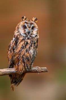 a beautiful colorful bird sits and looks