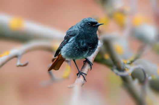 a beautiful colorful bird sits and looks