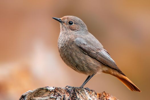 a beautiful colorful bird sits and looks