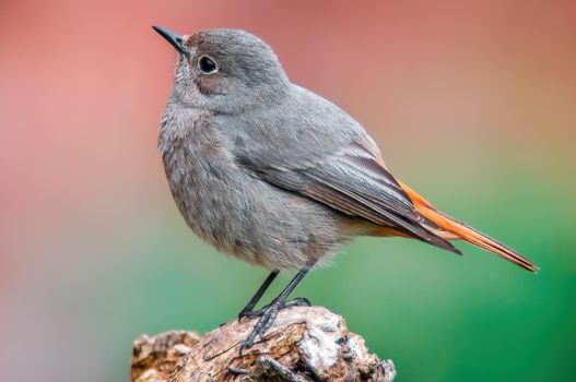 a beautiful colorful bird sits and looks