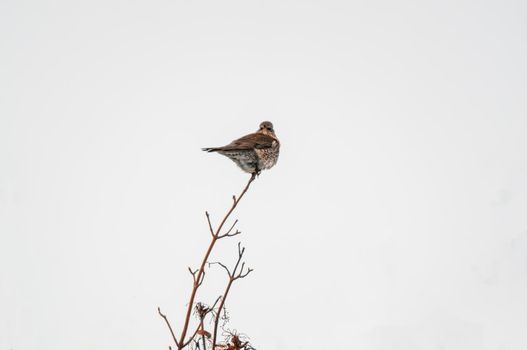 a beautiful colorful bird sits and looks