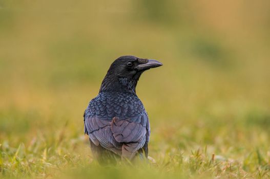 a beautiful colorful bird sits and looks