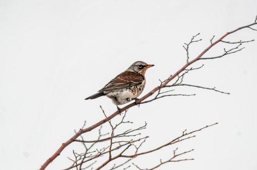 a beautiful colorful bird sits and looks