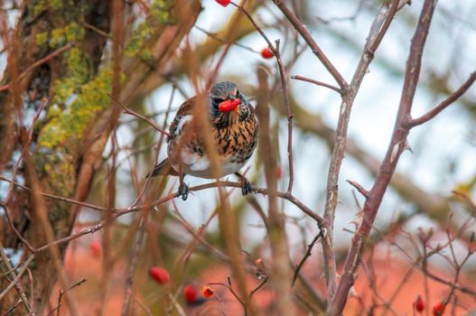 a beautiful colorful bird sits and looks