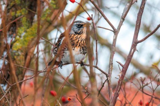 a beautiful colorful bird sits and looks