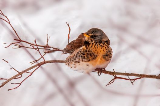 a beautiful colorful bird sits and looks