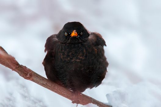a beautiful colorful bird sits and looks