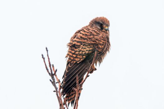 a beautiful colorful bird sits and looks