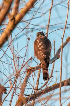 a beautiful colorful bird sits and looks