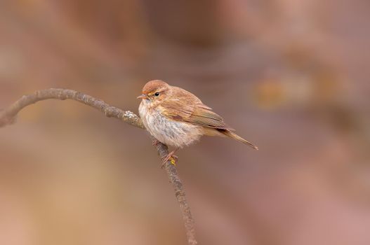 a beautiful colorful bird sits and looks