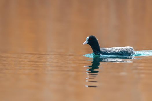 a water bird swims on a lake