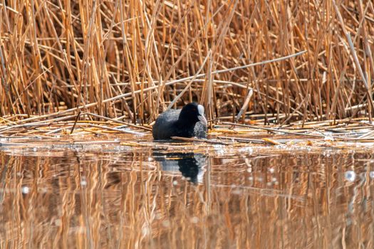 a water bird swims on a lake