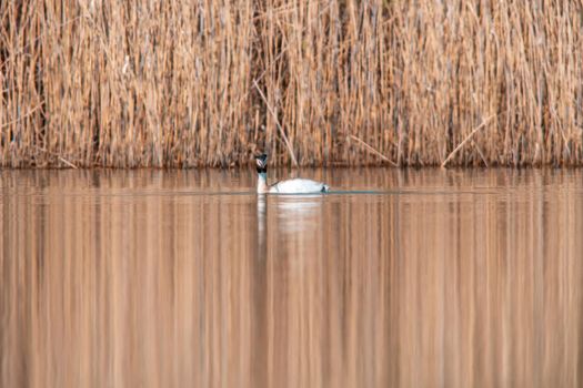 a water bird swims on a lake