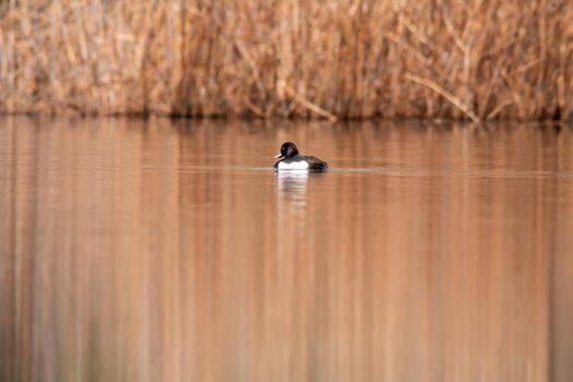 a water bird swims on a lake