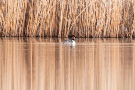 a water bird swims on a lake