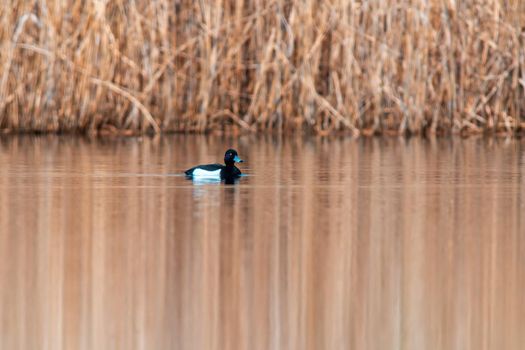 a water bird swims on a lake