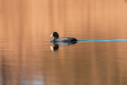 a water bird swims on a lake