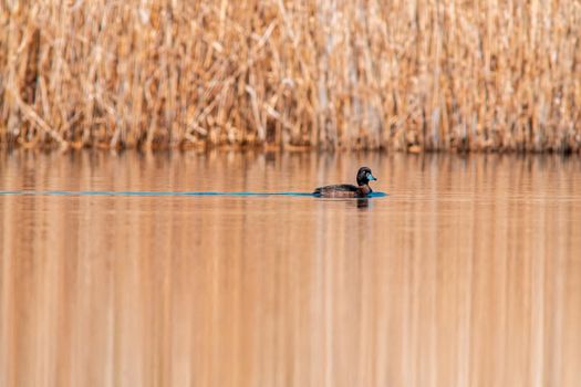 a water bird swims on a lake