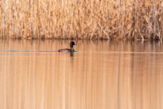 a water bird swims on a lake