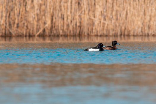 a water bird swims on a lake