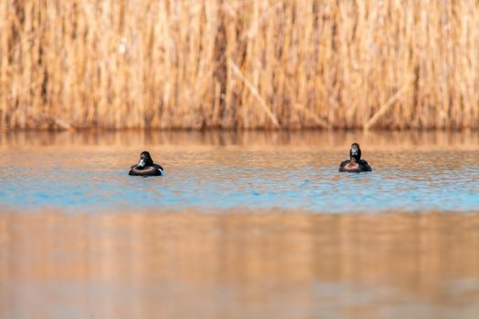 a water bird swims on a lake