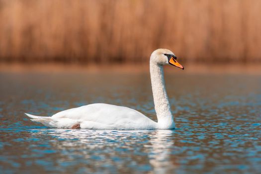 a water bird swims on a lake