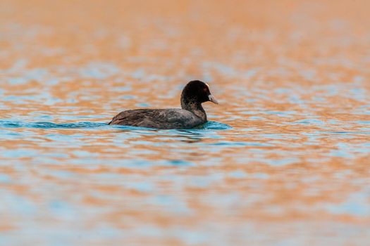 a water bird swims on a lake