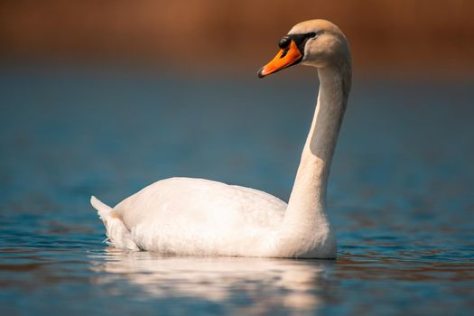 a water bird swims on a lake