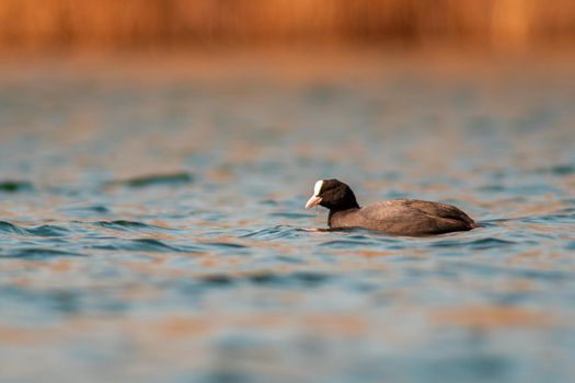 a water bird swims on a lake