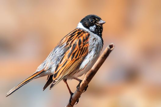 a beautiful colorful bird sits and looks