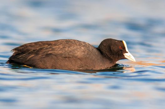 a water bird swims on a lake