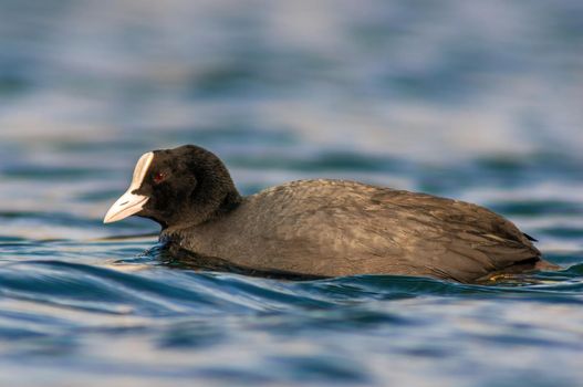 a water bird swims on a lake