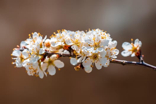 Branch with beautiful fresh spring flowers